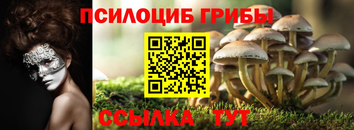 Усть-Джегута  Галлюциногенные грибы Cubensis  Вход с VPN 